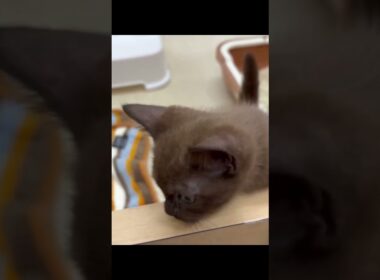 【激レア】黒くないボンベイ！？奇跡のセーブルカラーの子猫が可愛すぎた🤎｜横浜・戸塚のペットショップ