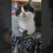 gatito kinkalow 🐾#gatitospersaenpuebla