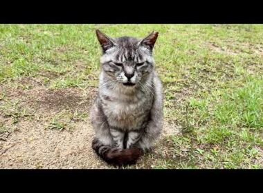サバちゃん三毛猫ちゃん話が多そうなのでしっかり聞いときます