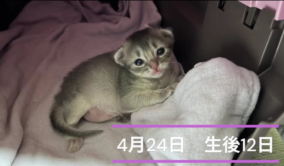 Somali Kitten  〜生後12日と生後13日〜 ソマリの仔猫
