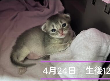 Somali Kitten  〜生後12日と生後13日〜 ソマリの仔猫