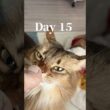 飼い主の骨折と猫のゴロゴロ