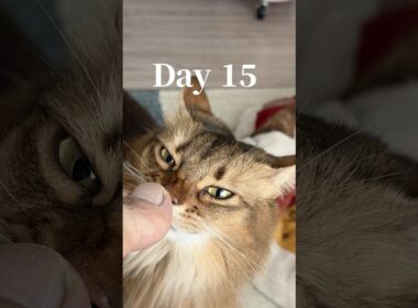 飼い主の骨折と猫のゴロゴロ