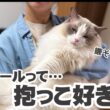 【検証】ラグドールは本当に抱っこ好き？3兄妹で試した結果が予想外すぎた…！