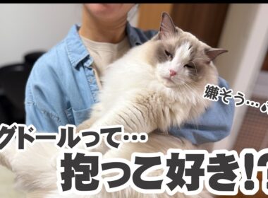 【検証】ラグドールは本当に抱っこ好き？3兄妹で試した結果が予想外すぎた…！
