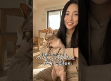 毛がないのに触りたい。スフィンクスが「生きているホットパック」と呼ばれる理由 #猫のいる暮らし #猫のいる幸せ #猫のいる日常 #ねこすたぐらむ #癒やし動画 #猫あるある #スフィンクス #無毛猫