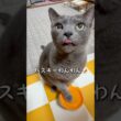 【ロシアンブルー】めろんの声ってほんとに...😚【猫】#shorts