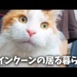 【猫リアル日常】メインクーンとアラフォー家族と梅干しと夏野菜