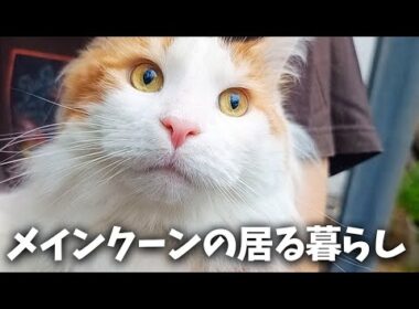 【猫リアル日常】メインクーンとアラフォー家族と梅干しと夏野菜