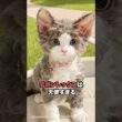 天使？妖精？いいえ猫です😻 #デボンレックス