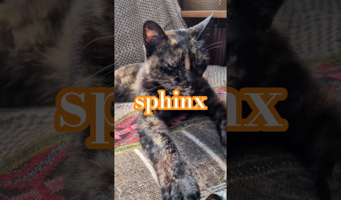 🐈スフィンクス🐈