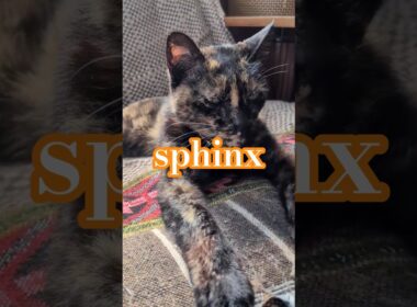 🐈スフィンクス🐈