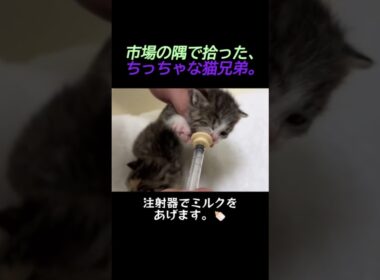 野良猫が置き去りにした子猫の兄弟、市場からお迎えした結果…