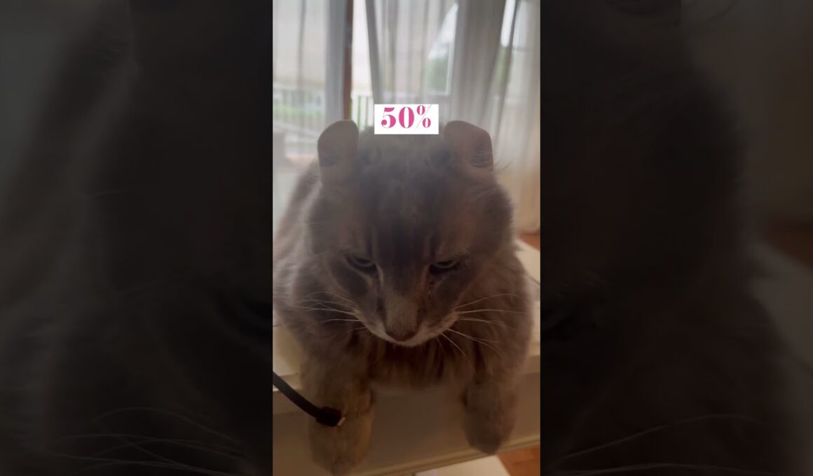 charging #ねこ動画 #アメリカンカール