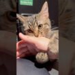 大好きなパパの邪魔をする子猫たちが可愛すぎる... #cat #猫