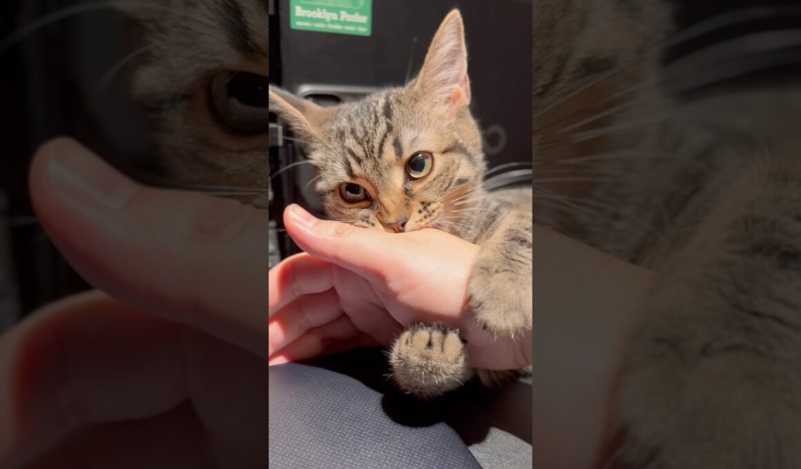 大好きなパパの邪魔をする子猫たちが可愛すぎる... #cat #猫