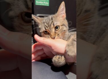 大好きなパパの邪魔をする子猫たちが可愛すぎる... #cat #猫