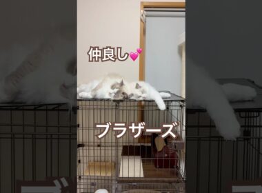 仕事から帰ると…仲良しこよしで寝てました☺️💕#ラグドール #猫好きさんと繋がりたい #猫のいる暮らし #ねこ動画