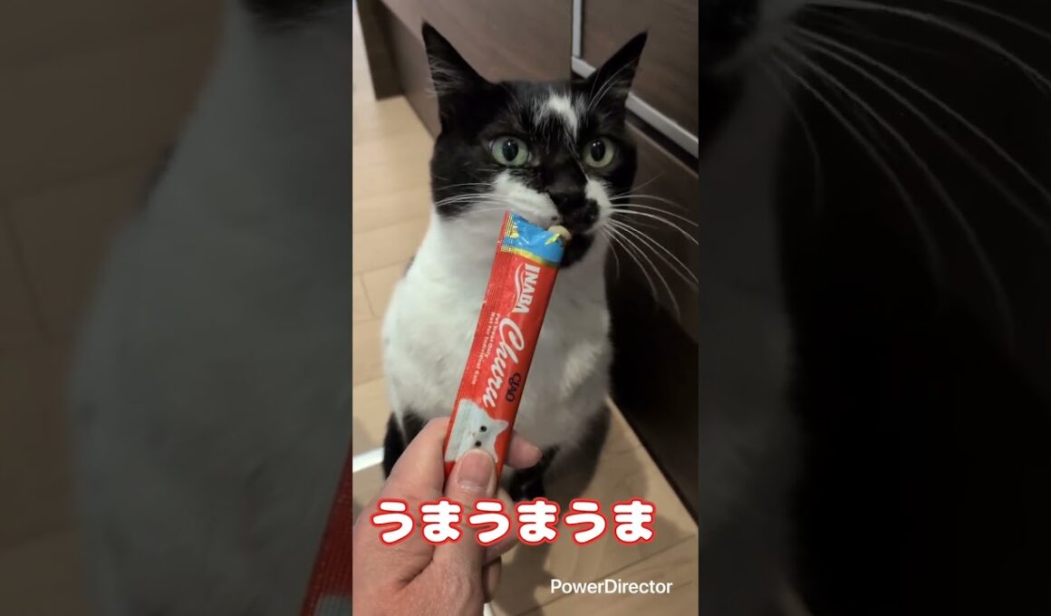 ５にゃんずのメインクーンのキキちゃんがお手てをを上手に使って甘えてくれるのが可愛い