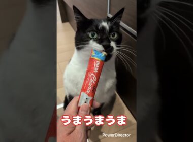 ５にゃんずのメインクーンのキキちゃんがお手てをを上手に使って甘えてくれるのが可愛い