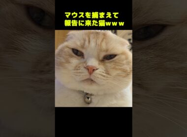 マウスを捕まえて報告に来た猫。笑#shorts