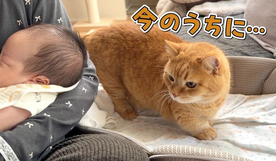 赤ちゃんがいない隙にベッドを横取りしちゃう猫が可愛すぎる！