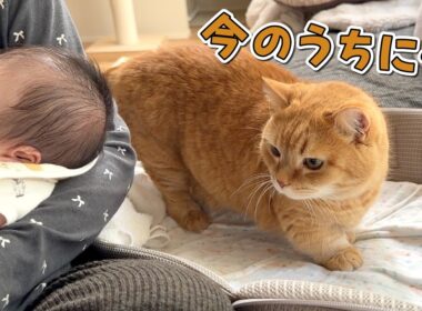 赤ちゃんがいない隙にベッドを横取りしちゃう猫が可愛すぎる！