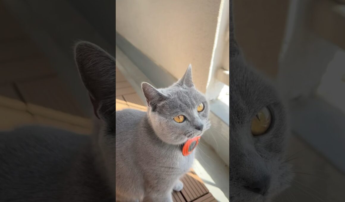 ベランダ監視のつむやま〜【シャルトリューつむやまのチルベランダ日記】 #猫 #ねこ #chartreux #シャルトリュー #ネコ #cat #reina