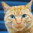 街の名物猫たちの物語、その最終章 The Final Chapter of the stray cats story