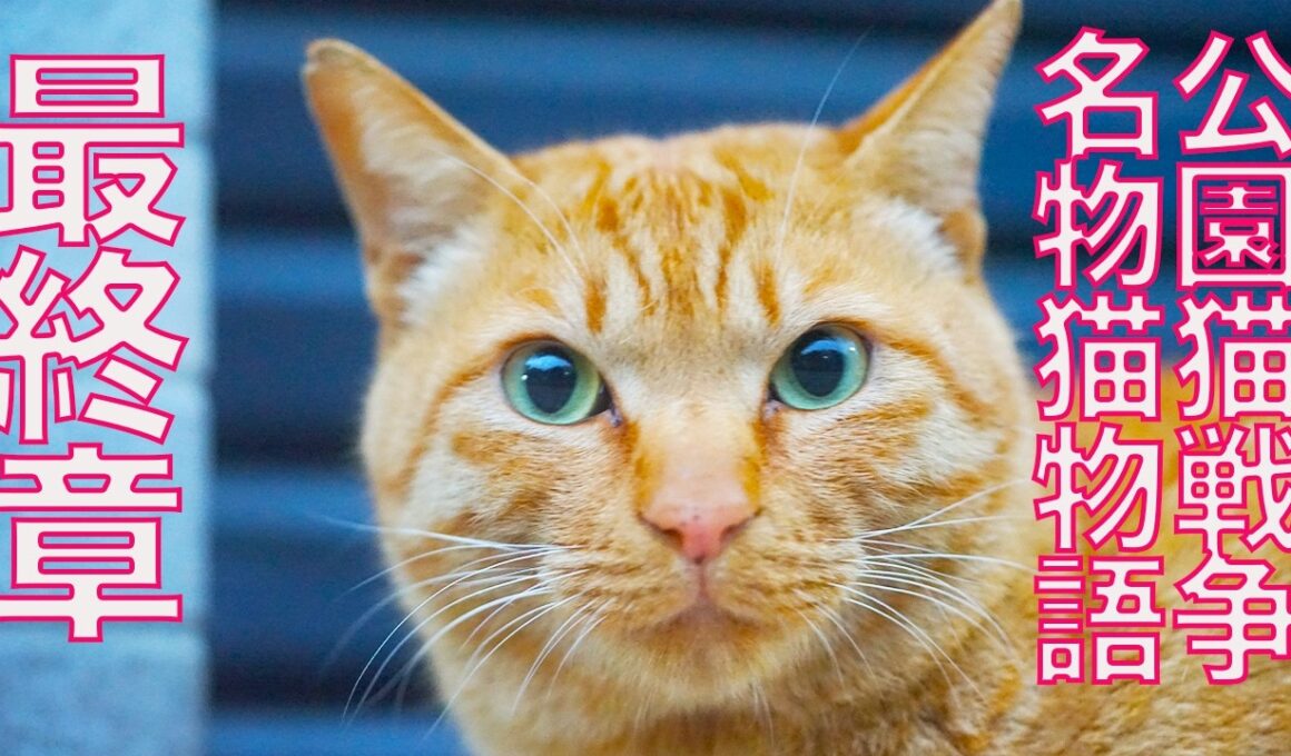 街の名物猫たちの物語、その最終章 The Final Chapter of the stray cats story