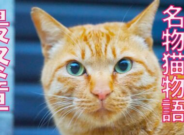 街の名物猫たちの物語、その最終章 The Final Chapter of the stray cats story