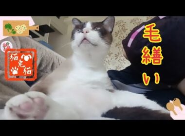 脱力してるタプタプのお腹に顔をうずめたい⋯ #ネコ #スノーシュー猫 #保護猫 #tnr #さくら猫 #猫のいる暮らし