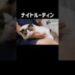 1日のうち起きてるの4時間くらい🐱 #shorts #猫 #ラグドール #甘えん坊猫 #ねこ #猫のいる暮らし