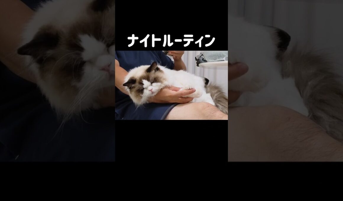 1日のうち起きてるの4時間くらい🐱 #shorts #猫 #ラグドール #甘えん坊猫 #ねこ #猫のいる暮らし