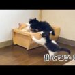 子猫にからまれる先住猫