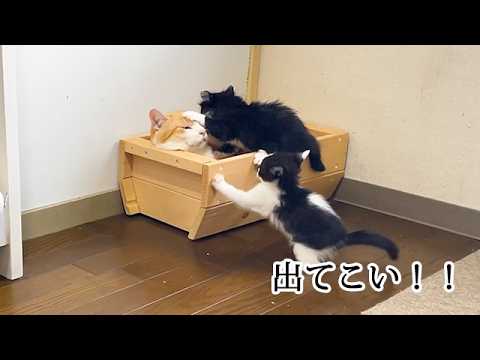 子猫にからまれる先住猫