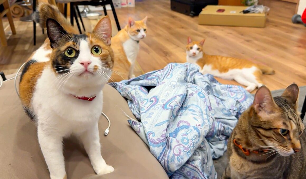 名前を呼んだら来てねって言ってるのに、呼ばなくても来るし呼んでも来ない。