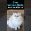 ペルシャ猫ぎんちゃん、新しい猫じゃらしに大興奮！#猫 #ペルシャ猫 #ぎんちゃん #猫動画 #猫じゃらし #長毛猫 #ふわふわ猫 #可愛い猫 #癒し猫 #猫ショート