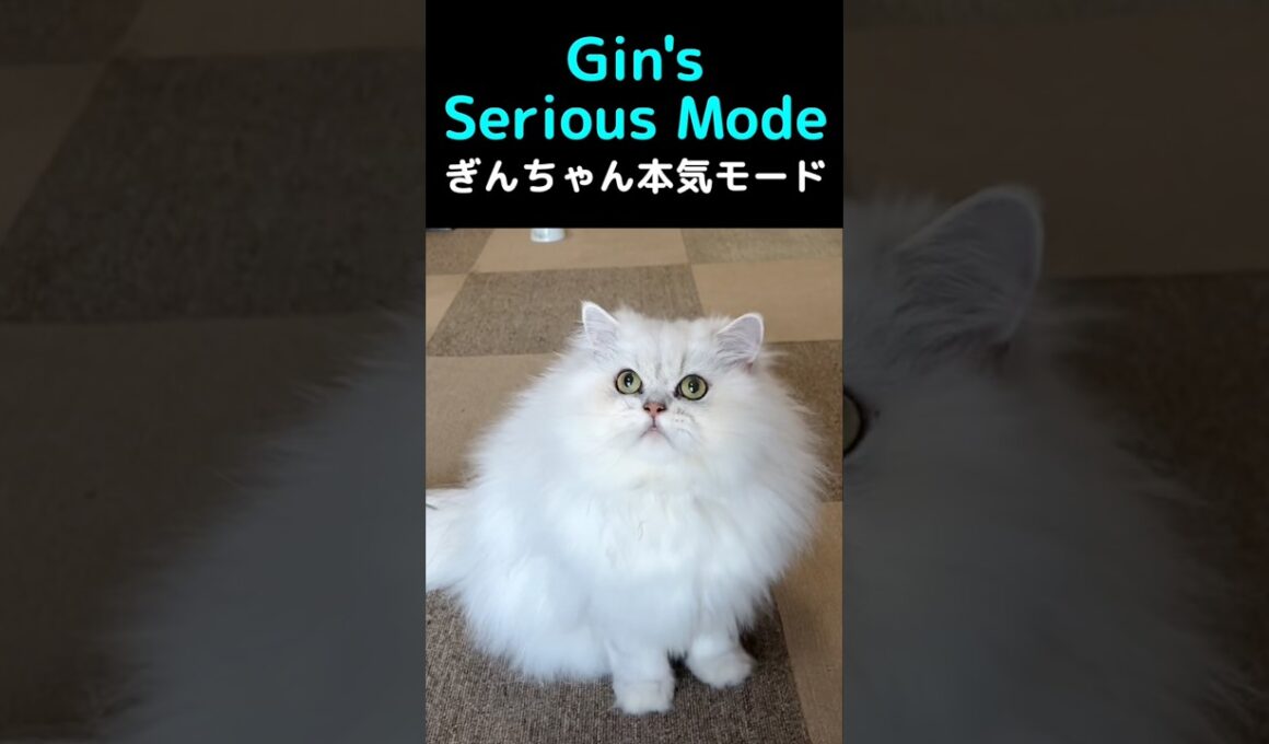 ペルシャ猫ぎんちゃん、新しい猫じゃらしに大興奮！#猫 #ペルシャ猫 #ぎんちゃん #猫動画 #猫じゃらし #長毛猫 #ふわふわ猫 #可愛い猫 #癒し猫 #猫ショート