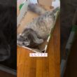 やっぱり箱だね #アメリカンカール #ねこ動画 #猫動画