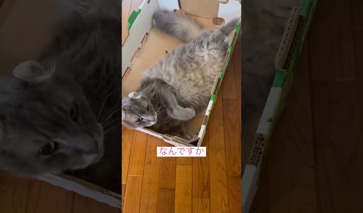 やっぱり箱だね #アメリカンカール #ねこ動画 #猫動画