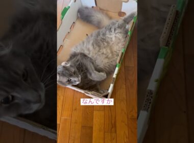 やっぱり箱だね #アメリカンカール #ねこ動画 #猫動画