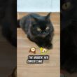 The Black Cat Who Waited Every Night ❤️🐈‍⬛ #cat #pet #cute #pets #funny #catlovers #kitten