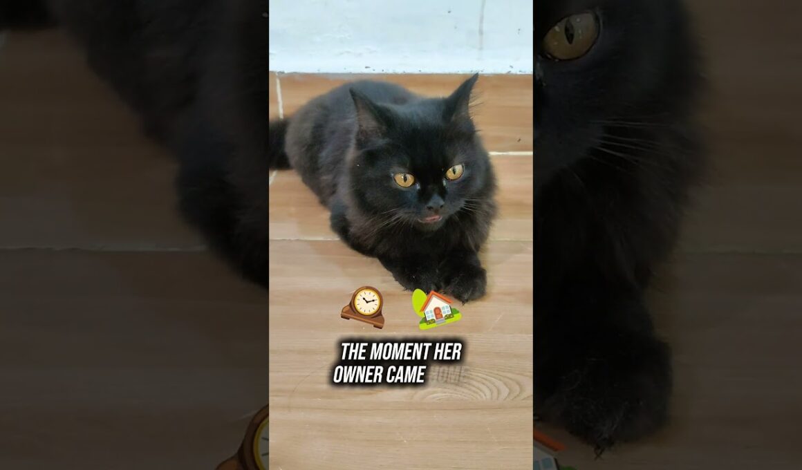 The Black Cat Who Waited Every Night ❤️🐈‍⬛ #cat #pet #cute #pets #funny #catlovers #kitten