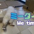 バーマン猫ラフ【ミータイム】Me time（バーマン猫）Birman/Cat