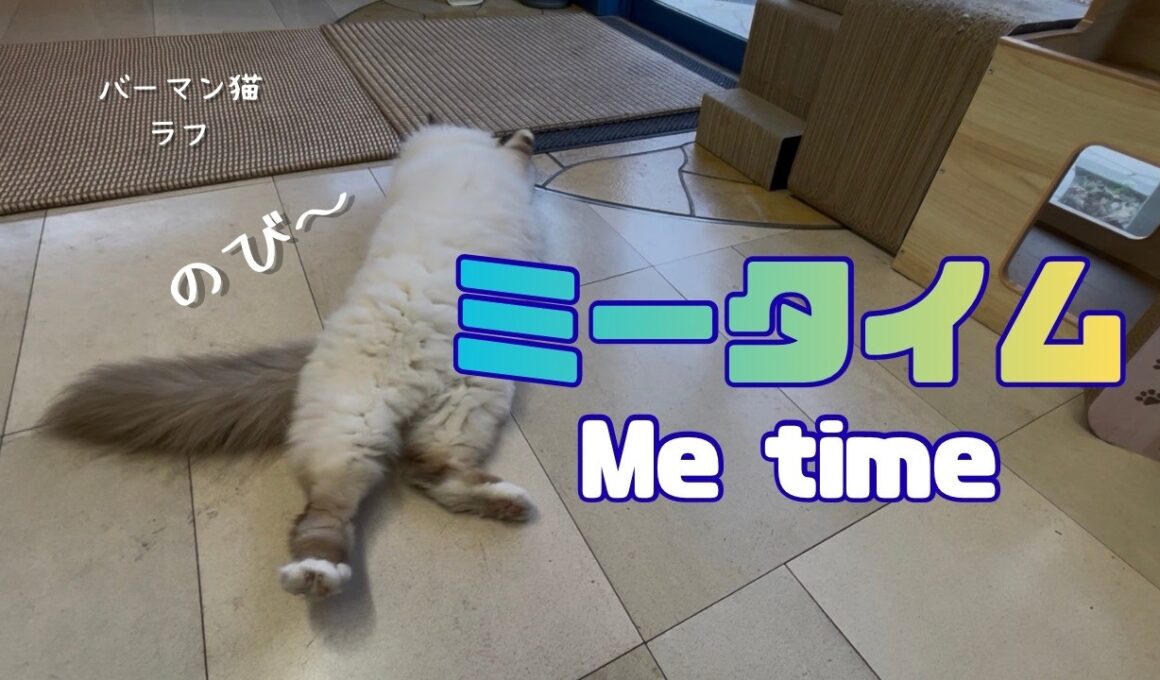 バーマン猫ラフ【ミータイム】Me time（バーマン猫）Birman/Cat