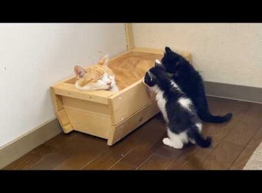 先住猫を起こさないように気を遣う子猫たち