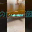 この傷の原因は？ #cat #猫のいる暮らし #アメリカンカール