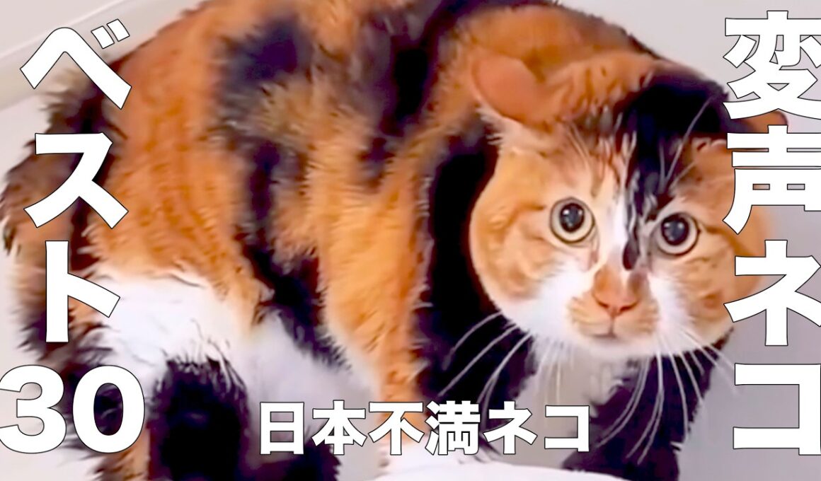 Dが選ぶ　変な鳴き声のネコ　ベスト30