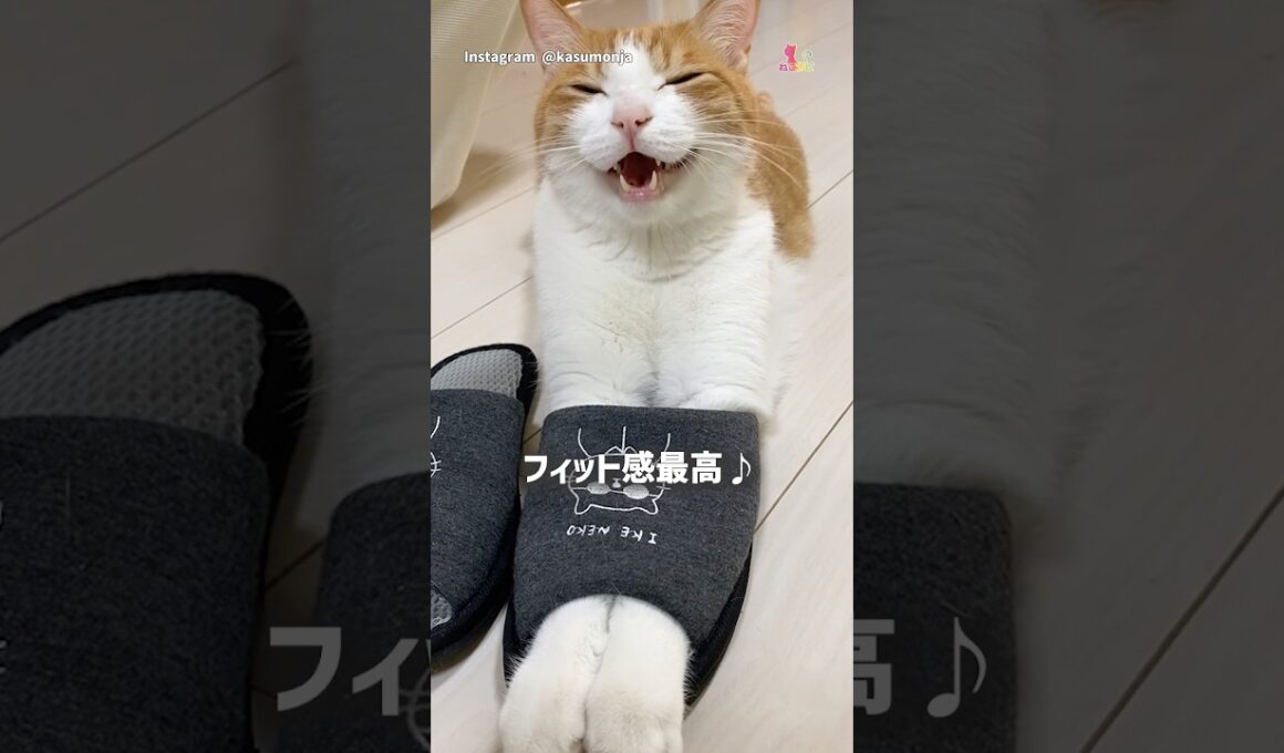スリッパだーいすき！猫さん